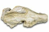Fossil Oreodont (Merycoidodon) Skull - South Dakota #285131-5